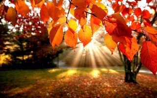 Tree leaves sunbeam background light - the leaf free wallpaper