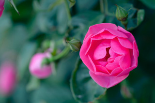 Pink rose garden bokeh macro 8 - green leaf and flowers free wallpaper