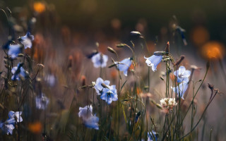 Blue flowers yellow white background - the background and a blurry background of grass free wallpaper