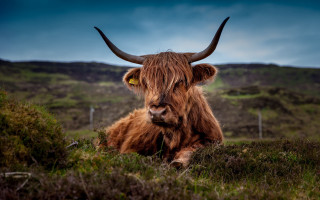 Long haired cow horns laying - cow free wallpaper