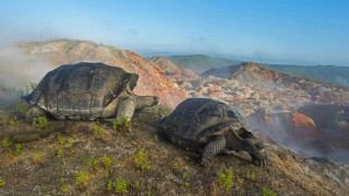 Turtles mountain hill sky ecological - a hill side free wallpaper