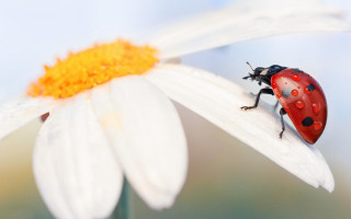 Ladybug whiteflower daisy yellowcenter macro - a yellow center free wallpaper