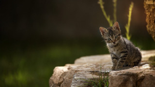 Small kitten rock tree grass 2 - a small kitten free wallpaper