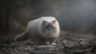Cat leaf covered woods blurry - ground free wallpaper