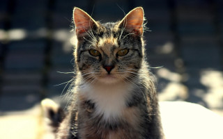 Cat bench looking at camera - a bench free wallpaper