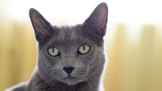 Gray cat green eyes yellow - a gray cat free wallpaper