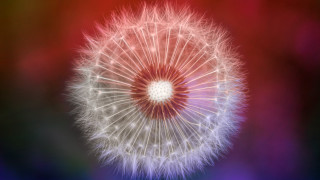Dandelion red center black background - pincushion len free wallpaper