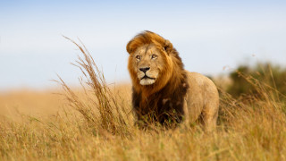 Lion field tallgrass blue sky - a few cloud free wallpaper
