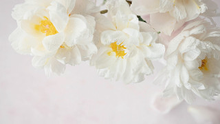 White flowers yellow centers pink - yellow center free wallpaper