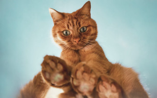 Cat pawing shiba inu blurry - its hind leg free wallpaper