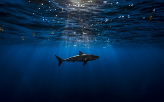 Shark ocean sunlight water hologram - sunlight free wallpaper