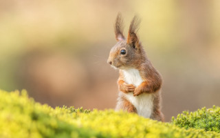 Squirrel tiltshift green moss flower - a squirrel free wallpaper