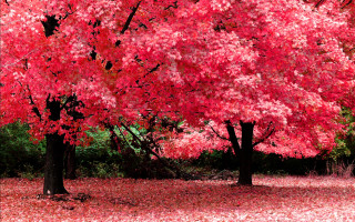 Red tree leaves bench background 2 - autumn free wallpaper