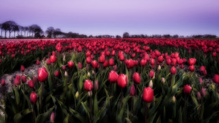Red tulips dusk purple sky - red tulip free wallpaper