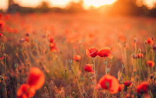Sunset field red flowers autumn - the sun free wallpaper