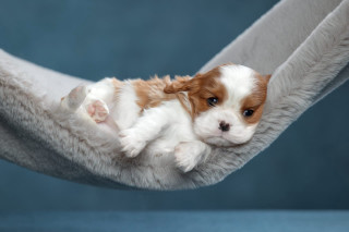 Small puppy hammock dog cute - a hammock free wallpaper