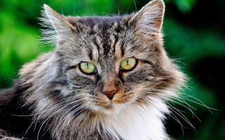 Cat green eyes blurry background 9 - the background and bushes free wallpaper