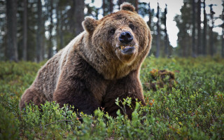 Brown bear field trees open - a brown bear free wallpaper