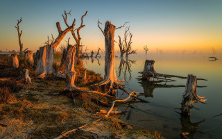 Dead trees water sunset fog - sunset free wallpaper