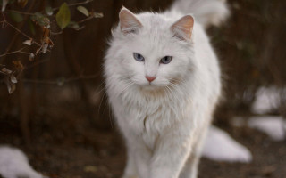 White cat blue eyes walking - branch free wallpaper
