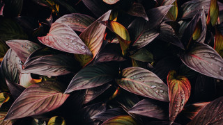 Leaves water droplets black background - color scheme free wallpaper