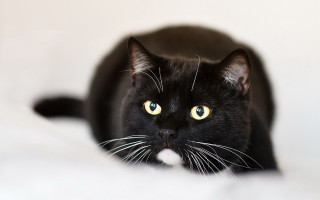 Black cat yellow eyes bed 4 - a stock photo free wallpaper