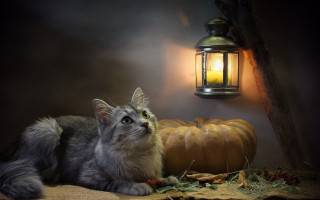 Cat lantern pumpkin stilllife autumn - a candle free wallpaper