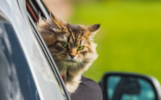 Black cat car window shiba - the window sill free wallpaper
