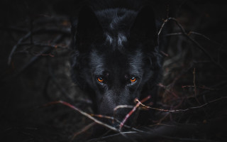 Black wolf orange eyes dark - the dark forest free wallpaper