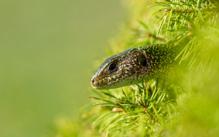 Lizard tree branch macro nature - left free wallpaper