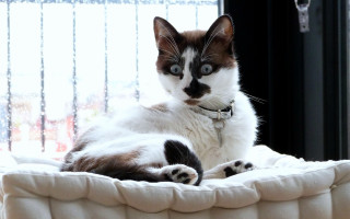 Cat laying bed pastel shock - a pastel free wallpaper