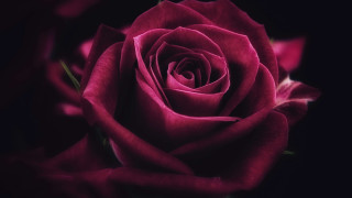 Red rose macro blurry flower - a blurry effect free wallpaper