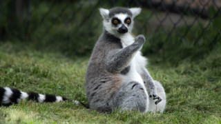 Lemur crossed legs stick chainlink - a chain link fence free wallpaper