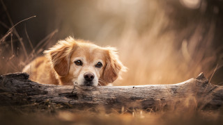 Dog over log woods grass - grass free wallpaper