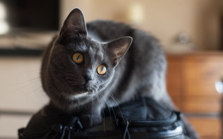 Cat black bag table dresser - a wooden table free wallpaper