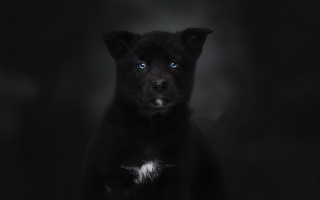 Black dog blue eyes vanitas - a black dog free wallpaper