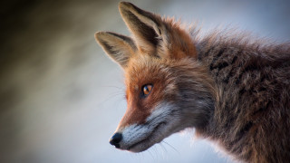 Fox closeup blurry background blue - a blue sky in the background free wallpaper for desktop