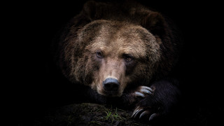Brown bear sitting rock dark 2 - a brown bear free wallpaper