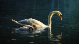 Swan parents babies night starry - the water together free wallpaper
