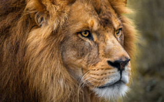 Lion closeup nature photography hairy - carlos catasse free wallpaper for desktop