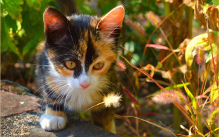 Curious cat on rock in - a rock free wallpaper