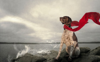 Dog rock red scarf outdoors - a red scarf free wallpaper