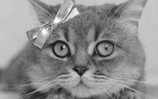 Cat bow sad face eye - its head free wallpaper