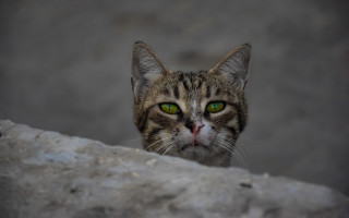 Cat green eyes rock wall - a rock wall behind free wallpaper