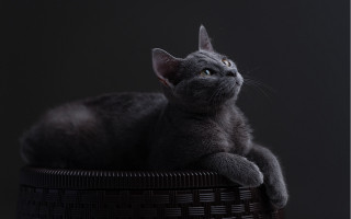 Cat basket upward glance black - grey background free wallpaper