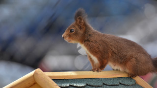 Squirrel birdhouse tiltshift ecological animal - a squirrel free wallpaper