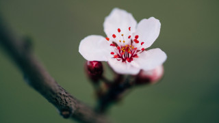 White flower red stamens branch - small free wallpaper