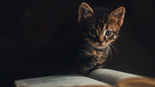 Small kitten on book curious - a small kitten free wallpaper