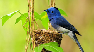 Blue bird nest tree yellow - charles bird king free wallpaper