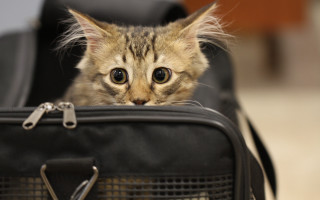 Cat suitcase chain wide eyes - a chain free wallpaper